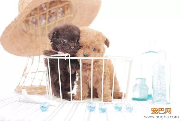 优秀的贵宾犬：先天疾病极少，常见疾病只有这一种-8.jpeg