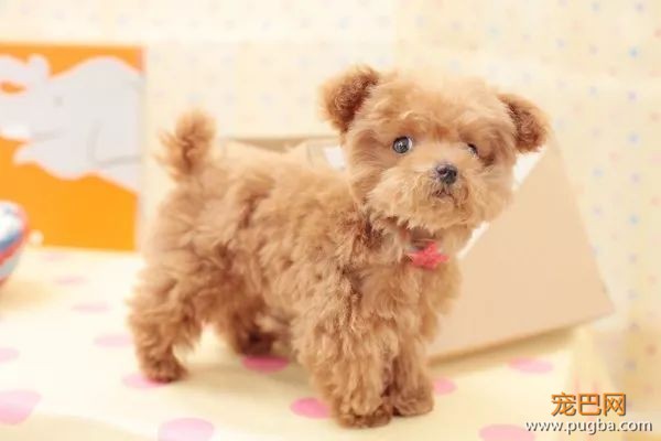 优秀的贵宾犬：先天疾病极少，常见疾病只有这一种-7.jpeg