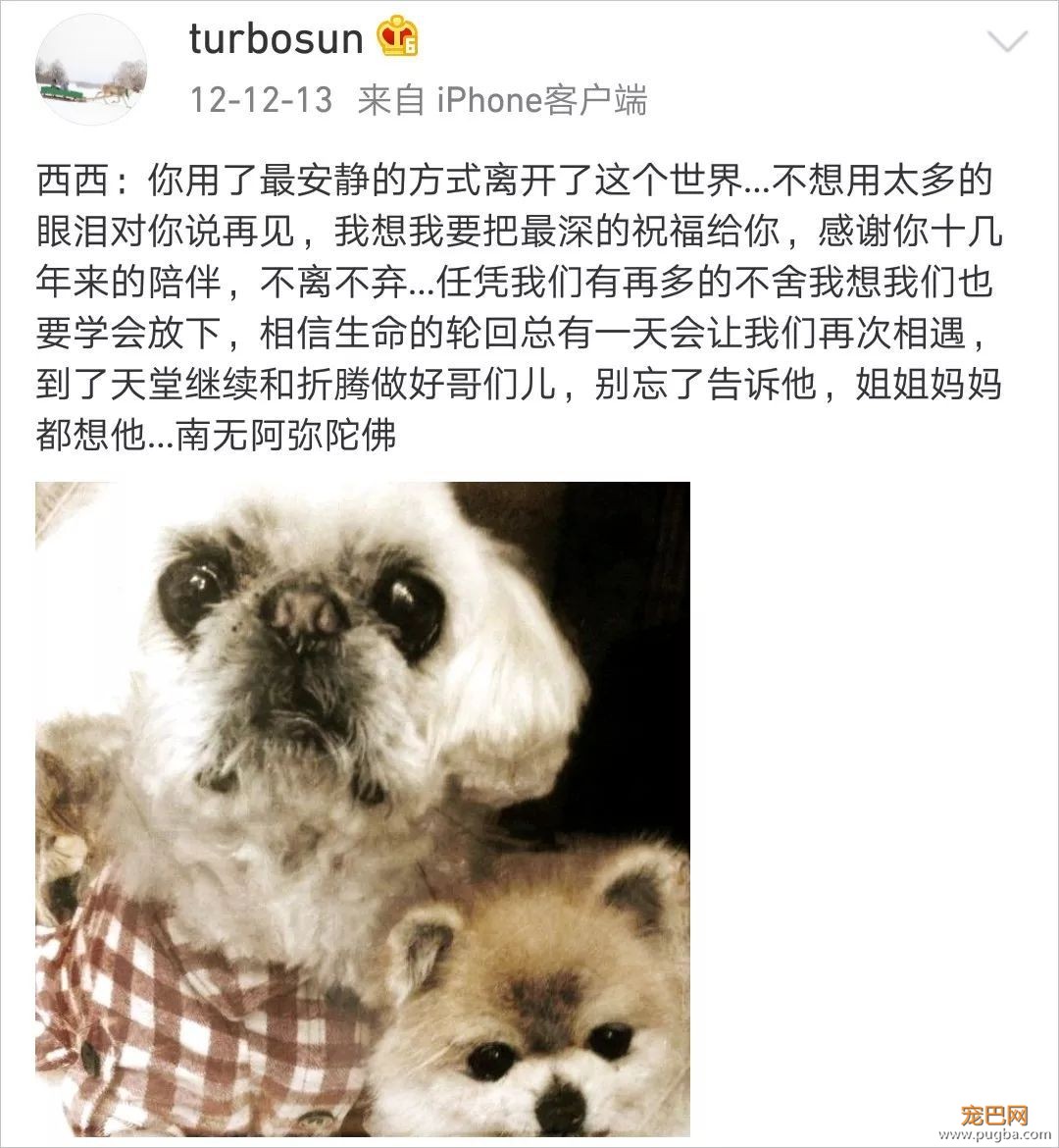 拍戏、带娃、养狗，孙俪是如何全都做好的？-10.jpeg