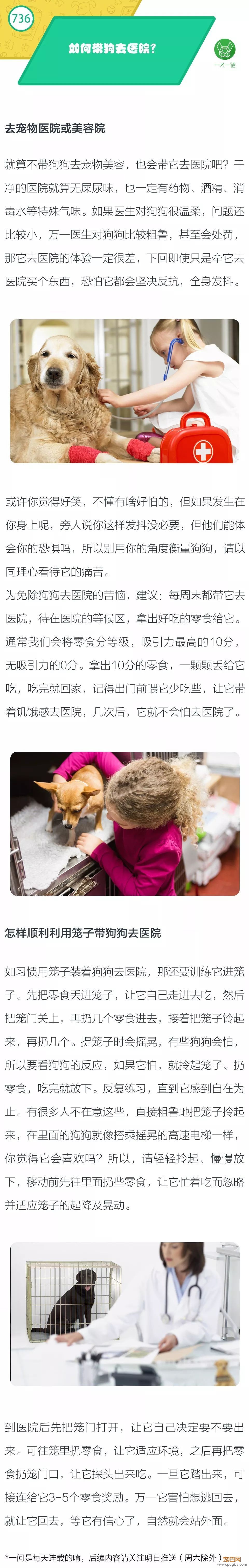 如何带狗去医院？-1.jpeg