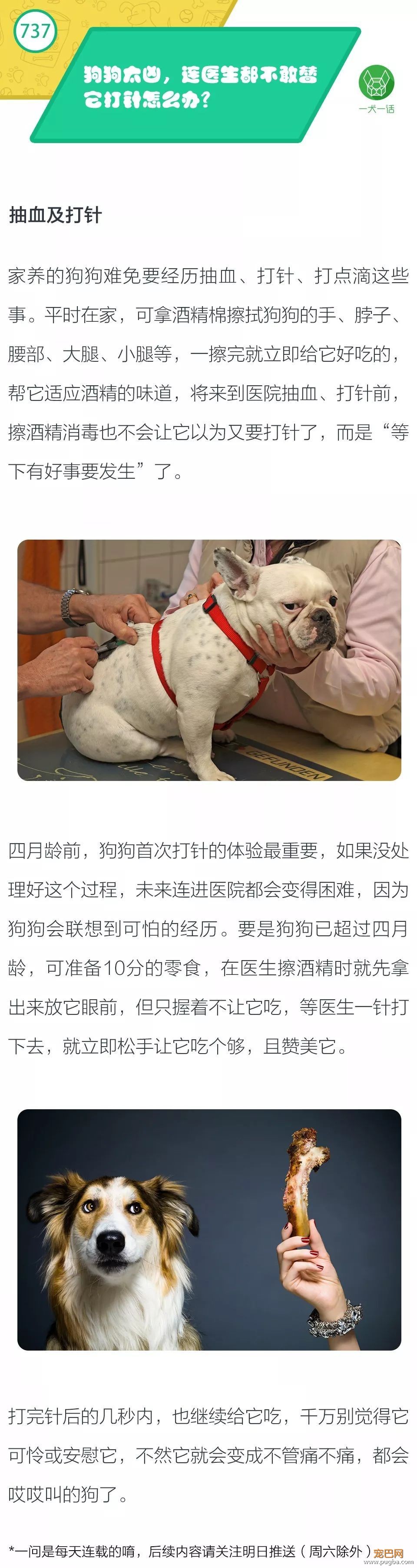 狗狗太凶，连医生都不敢替它打针怎么办？-1.jpeg