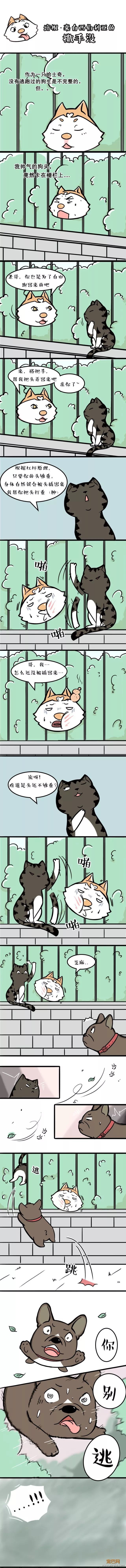 什么样的铲屎官才配得上“培根”这样的二哈-1.jpeg