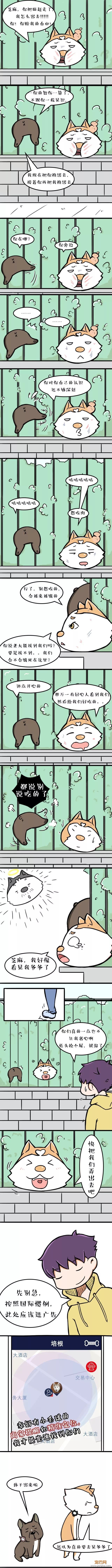 什么样的铲屎官才配得上“培根”这样的二哈-2.jpeg