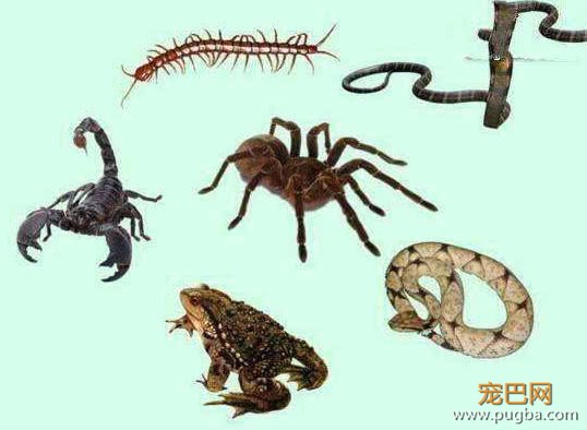 蜈蚣身为五毒之首，为啥还怕公鸡？那是因为公鸡腿上有这东西！-1.jpeg