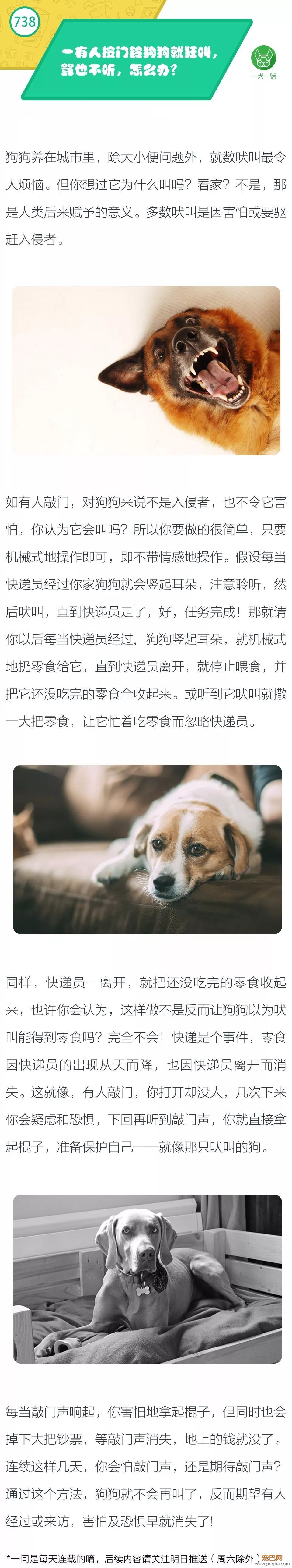 一有人按门铃狗狗就狂叫，骂也不听，怎么办？-1.jpeg