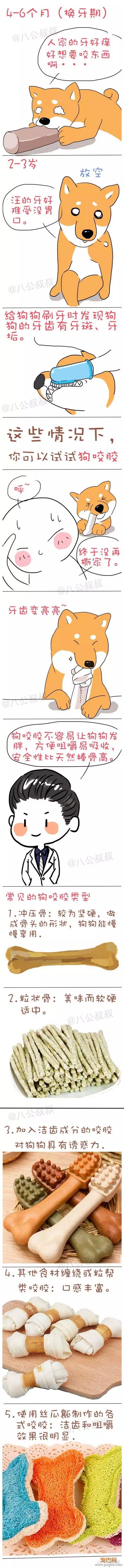 狗狗在家各种撕，肿么办？？-1.jpeg