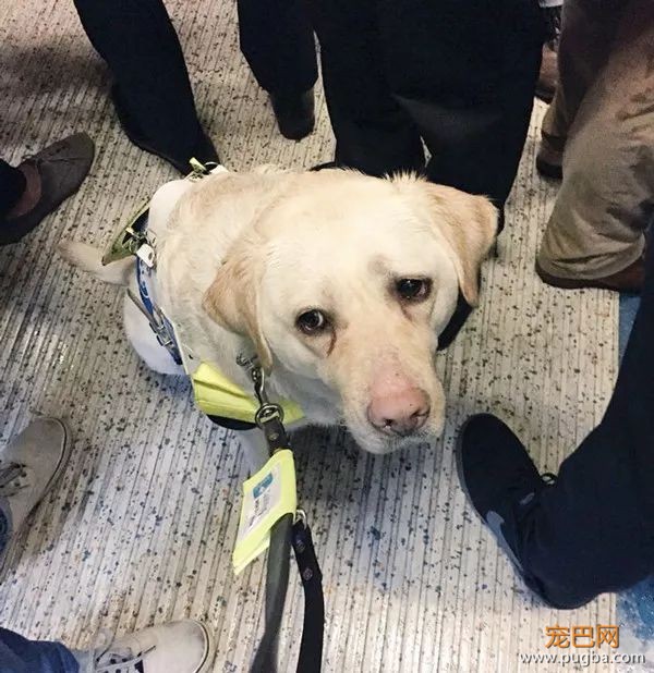该不该为导盲犬和它主人让座？英国网友讨论炸开了锅-7.jpeg