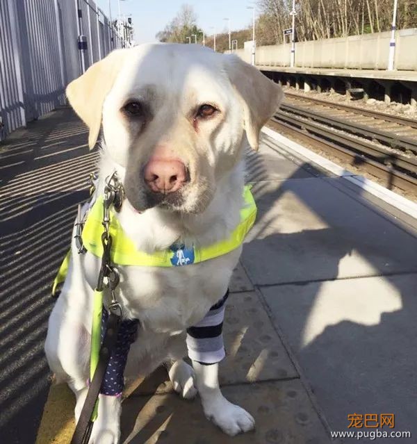 该不该为导盲犬和它主人让座？英国网友讨论炸开了锅-10.jpeg