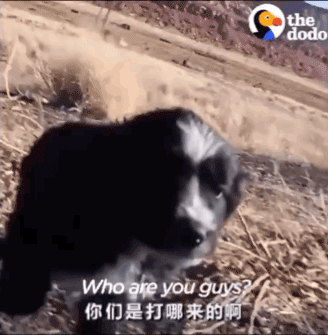 男子独自行驶在无人公路上，发现前方有两个小黑点在移动……-2.gif