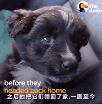 男子独自行驶在无人公路上，发现前方有两个小黑点在移动……-4.gif