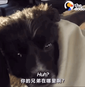 男子独自行驶在无人公路上，发现前方有两个小黑点在移动……-7.gif