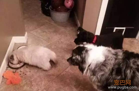 猫狗大战系列，看看战败的狗狗们是怎样的？-9.jpeg