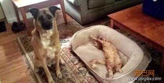 猫狗大战系列，看看战败的狗狗们是怎样的？-8.jpeg