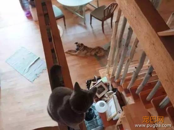 猫狗大战系列，看看战败的狗狗们是怎样的？-6.jpeg