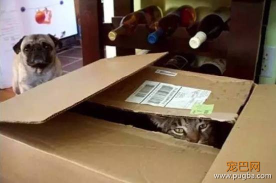猫狗大战系列，看看战败的狗狗们是怎样的？-2.jpeg