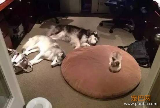 猫狗大战系列，看看战败的狗狗们是怎样的？-3.jpeg