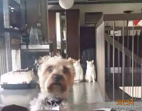 猫狗大战系列，看看战败的狗狗们是怎样的？-5.jpeg