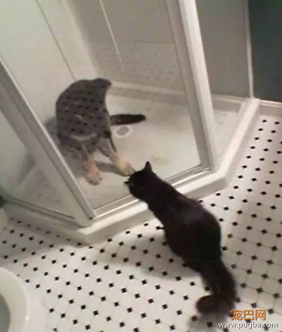猫狗大战系列，看看战败的狗狗们是怎样的？-4.jpeg