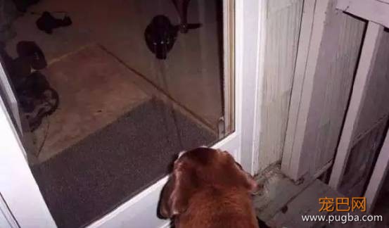 猫狗大战系列，看看战败的狗狗们是怎样的？-11.jpeg