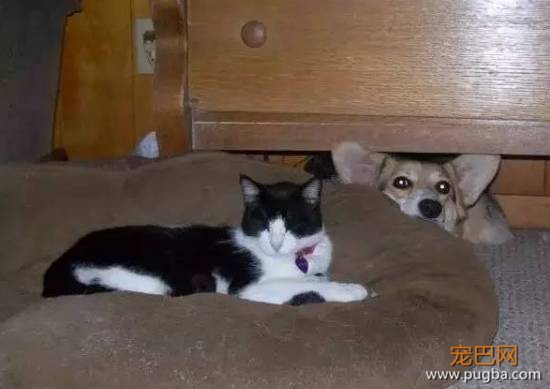 猫狗大战系列，看看战败的狗狗们是怎样的？-13.jpeg