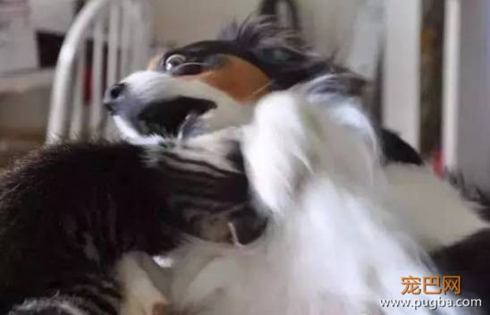 猫狗大战系列，看看战败的狗狗们是怎样的？-12.jpeg