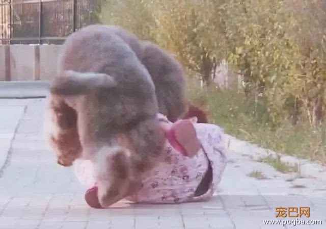 主人带巨贵遛弯，巨贵激动的跳来跳去，下一秒主人悲剧了-1.jpeg