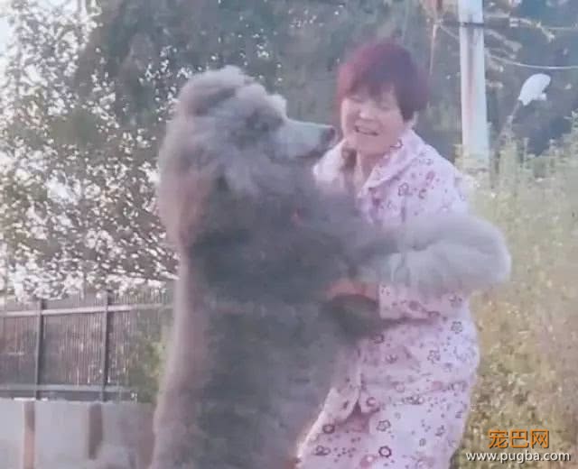 主人带巨贵遛弯，巨贵激动的跳来跳去，下一秒主人悲剧了-3.jpeg