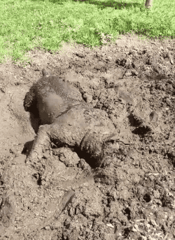 狗狗玩泥巴着魔集体沦陷了，铲屎的这次真疯了！-12.gif