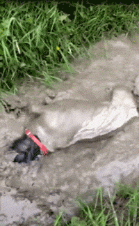 狗狗玩泥巴着魔集体沦陷了，铲屎的这次真疯了！-13.gif