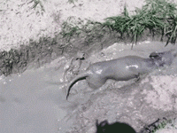 狗狗玩泥巴着魔集体沦陷了，铲屎的这次真疯了！-14.gif