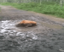 狗狗玩泥巴着魔集体沦陷了，铲屎的这次真疯了！-15.gif