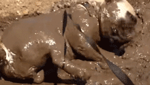 狗狗玩泥巴着魔集体沦陷了，铲屎的这次真疯了！-16.gif