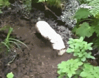狗狗玩泥巴着魔集体沦陷了，铲屎的这次真疯了！-17.gif