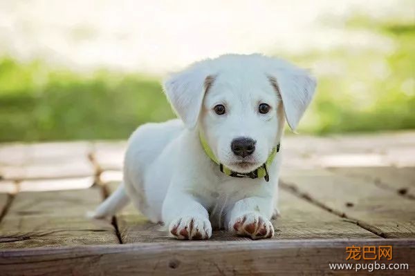 狗狗的毛发到底怎么护理？-4.jpeg