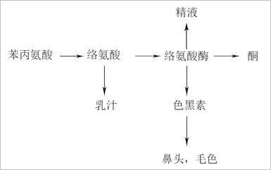 狗狗的毛发到底怎么护理？-6.jpeg