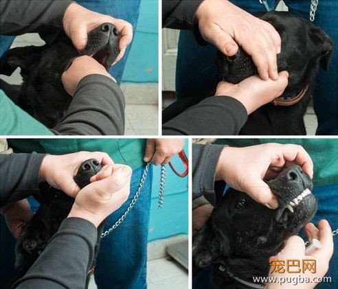 5分钟知识 | 学会这些，让狗狗乖乖吃药-6.jpeg