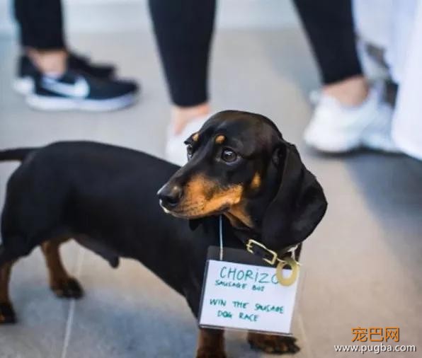 自从领导带狗上班，员工再也不迟到了-13.jpg