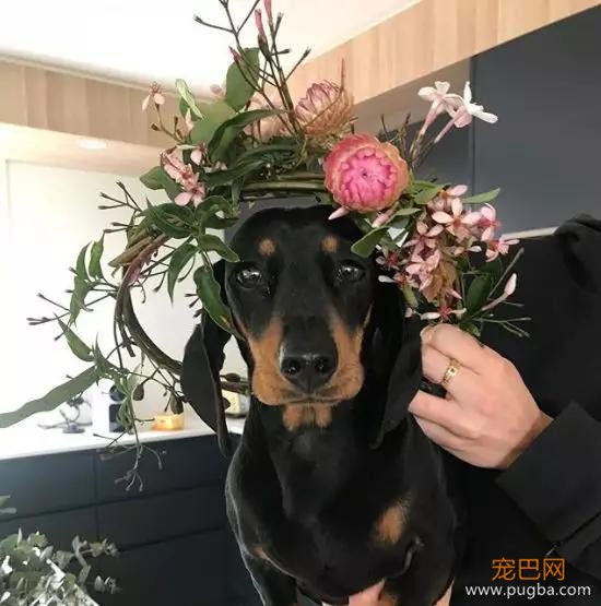 自从领导带狗上班，员工再也不迟到了-10.jpg