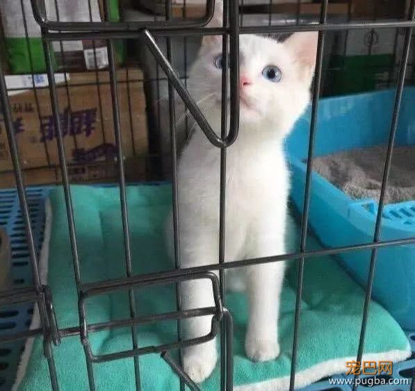 买个笼子装猫猫，结果被猫咪缩骨功轻松破解，宠主几百元白花了-2.jpeg