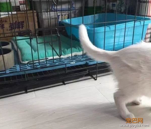 买个笼子装猫猫，结果被猫咪缩骨功轻松破解，宠主几百元白花了-4.jpeg
