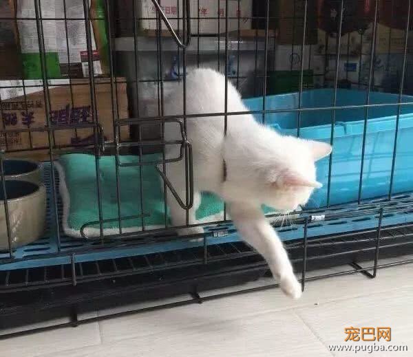 买个笼子装猫猫，结果被猫咪缩骨功轻松破解，宠主几百元白花了-3.jpeg