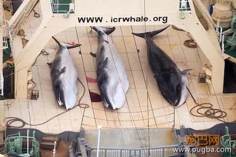 日本以“科研”之名捕杀鲸鱼，哪位科学家能科研下日本人？-19.jpeg
