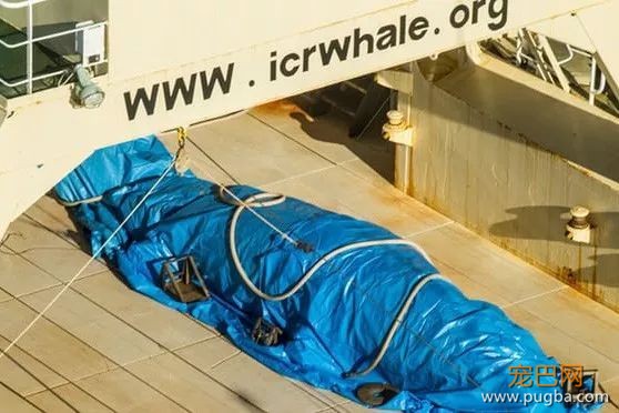 日本以“科研”之名捕杀鲸鱼，哪位科学家能科研下日本人？-20.jpeg