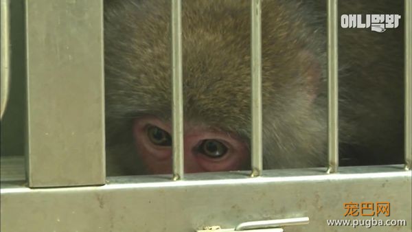 小猴子惨遭排挤和暴打，拒绝沟通和外出，直到它开始吸狗……-2.jpeg