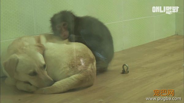 小猴子惨遭排挤和暴打，拒绝沟通和外出，直到它开始吸狗……-1.jpeg