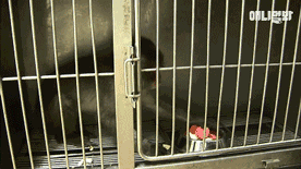 小猴子惨遭排挤和暴打，拒绝沟通和外出，直到它开始吸狗……-3.gif