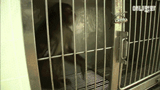 小猴子惨遭排挤和暴打，拒绝沟通和外出，直到它开始吸狗……-5.gif