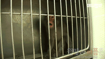 小猴子惨遭排挤和暴打，拒绝沟通和外出，直到它开始吸狗……-6.gif