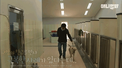 小猴子惨遭排挤和暴打，拒绝沟通和外出，直到它开始吸狗……-7.gif