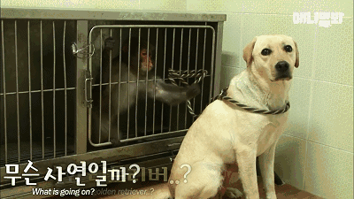 小猴子惨遭排挤和暴打，拒绝沟通和外出，直到它开始吸狗……-9.gif